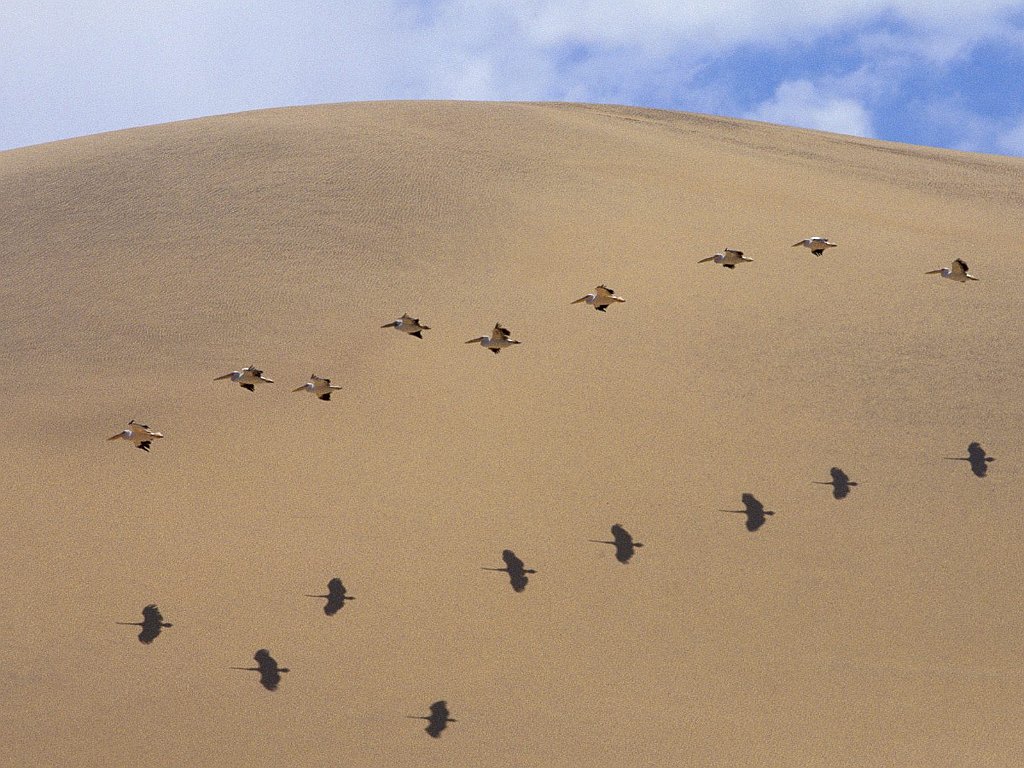 Pelican Pattern, Namibia, Africa